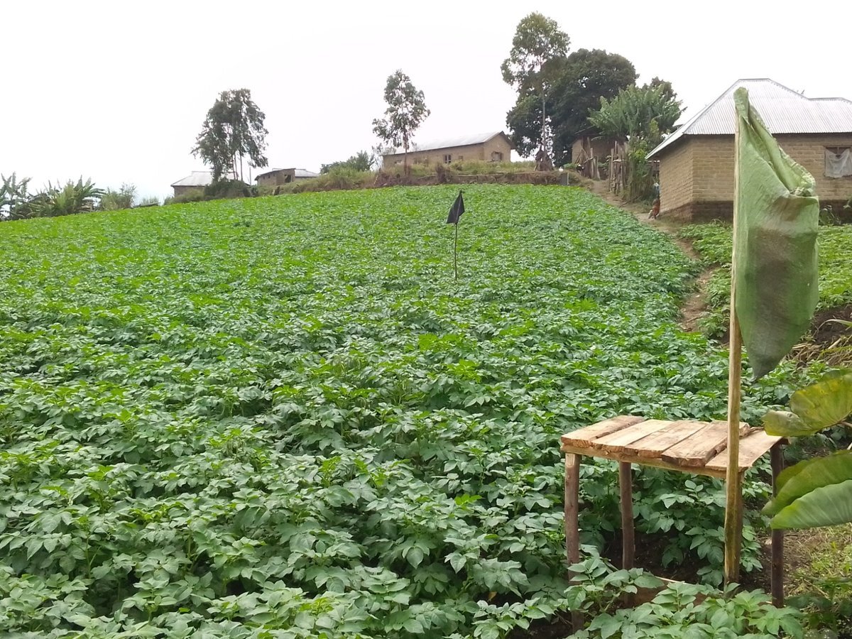 Irish potato fields in the Tanzanian highlands