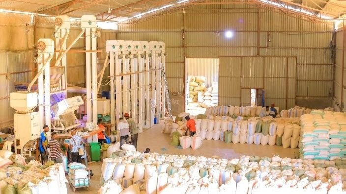 Cereal processing and export
